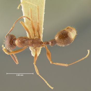 Media type: image; Entomology 20613   Aspect: habitus dorsal view
